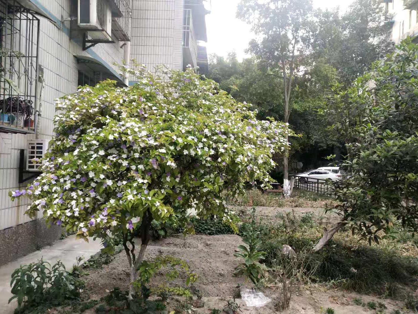 绵阳花园片区 益多园三房1100元/月 绵阳租房