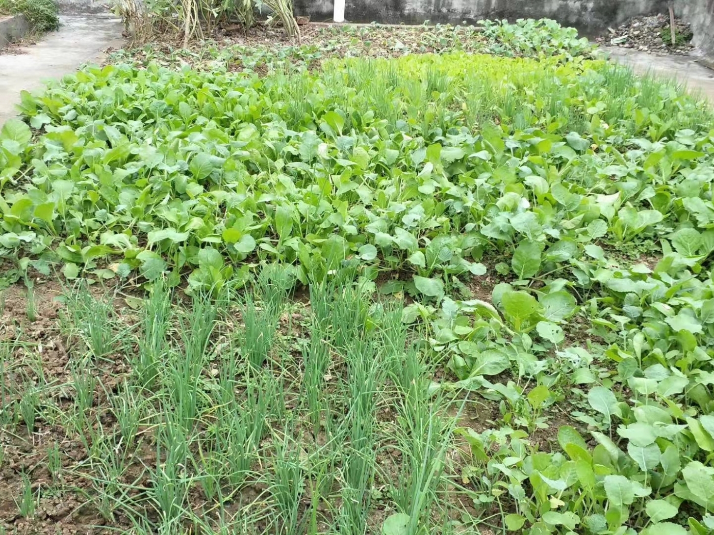 绵阳安州一区 广厦景园B区三房46万 绵阳二手房