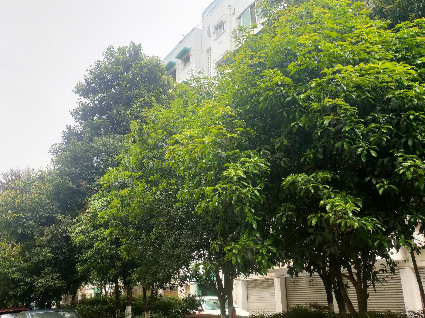 绵阳高新区 长虹新六区3房75万 绵阳二手房