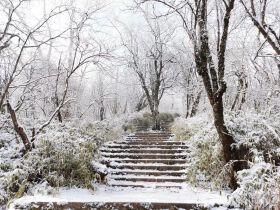 快看！绵阳好大的雪！还在下……