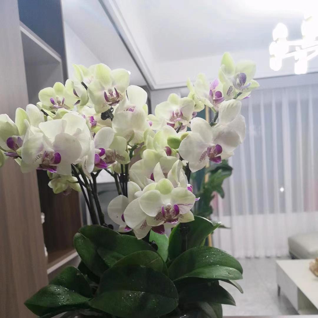 绵阳安州区 恒跃名城 精装大三室 自主豪华装修 价格可谈 看房预约 绵阳二手房